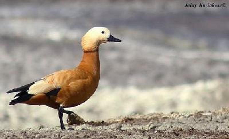 Ruddy Shelduck