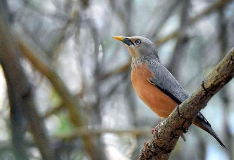 Chestnut tailed Starling