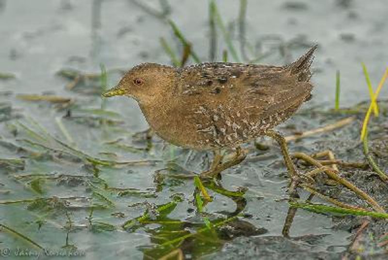 Baillon's Crake