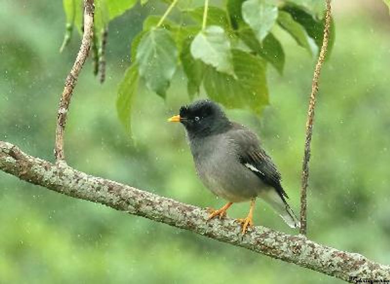 Jungle Myna