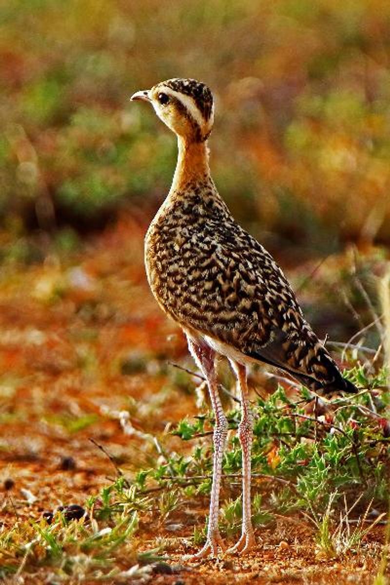 Indian Courser