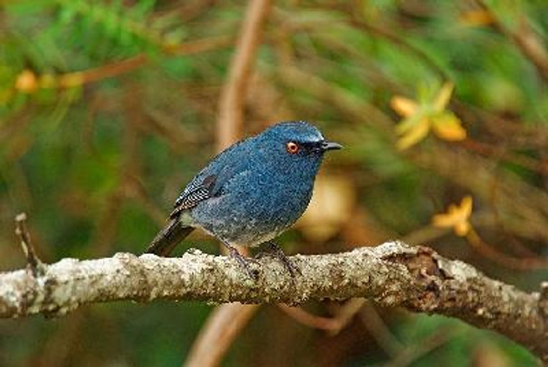 White bellied Shortwing