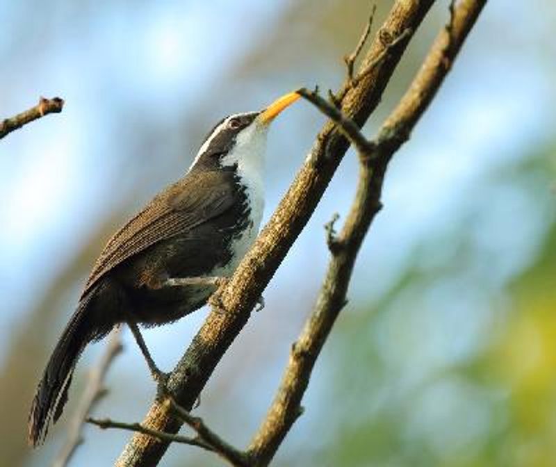 Indian Scimitar Babbler