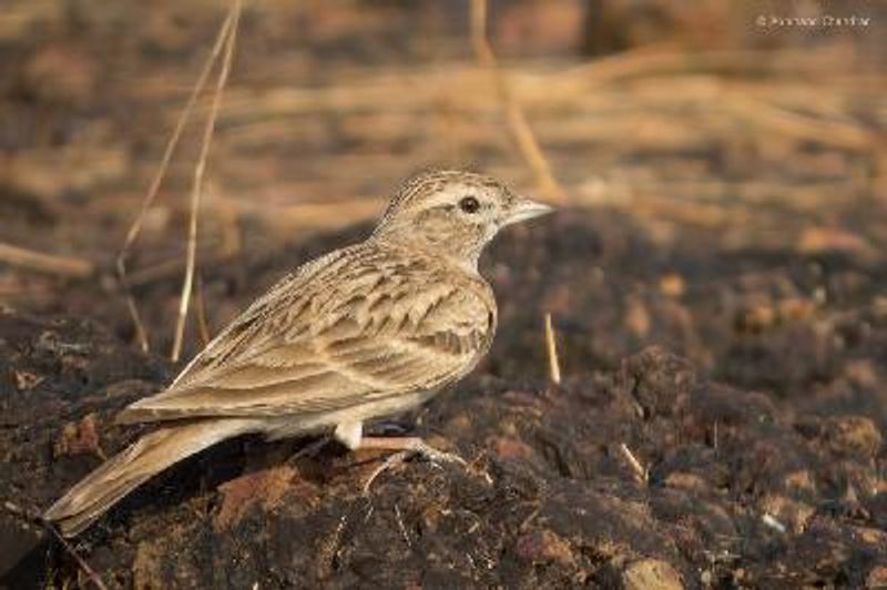 Greater Short toed Lark