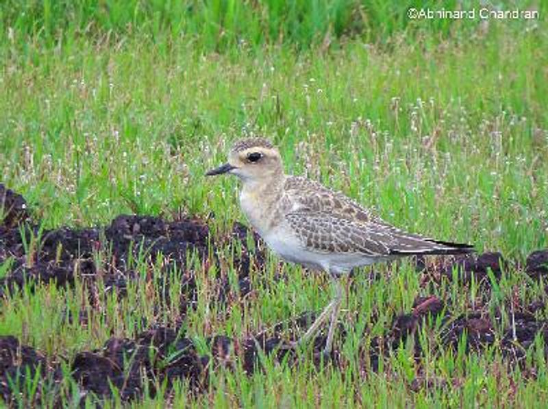 Caspian Plover