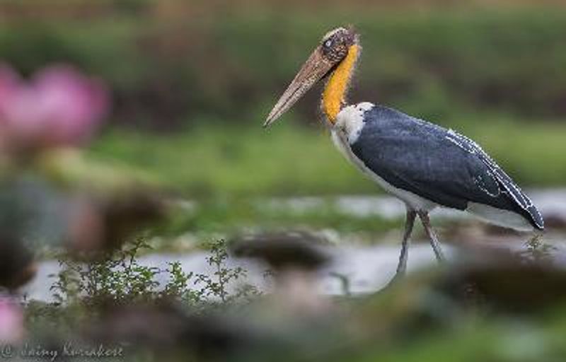 Lesser Adjutant