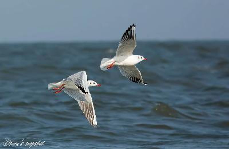 Black headed Gull