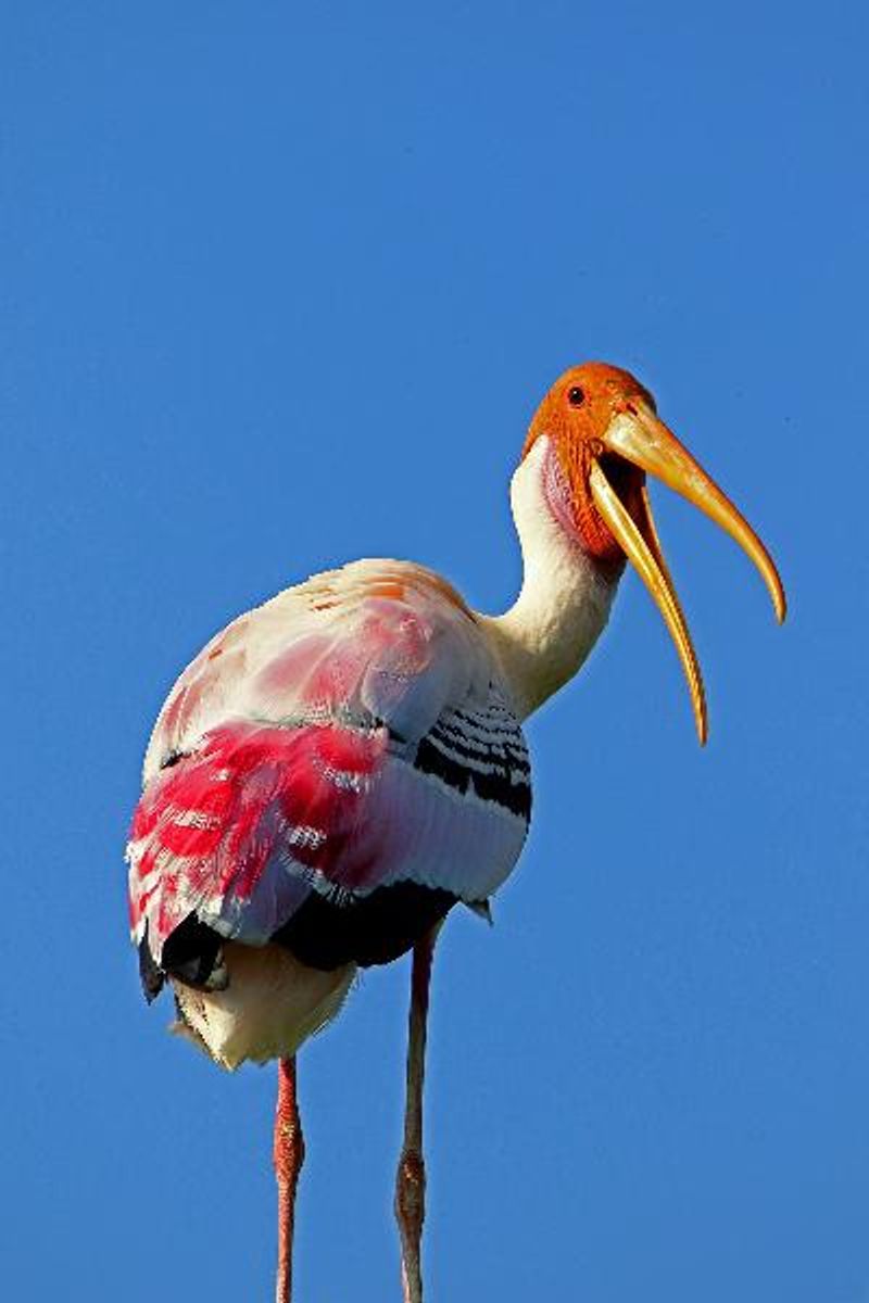 Painted Stork