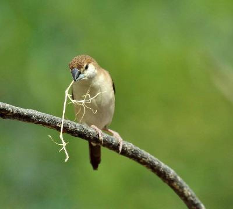 Indian Silverbill