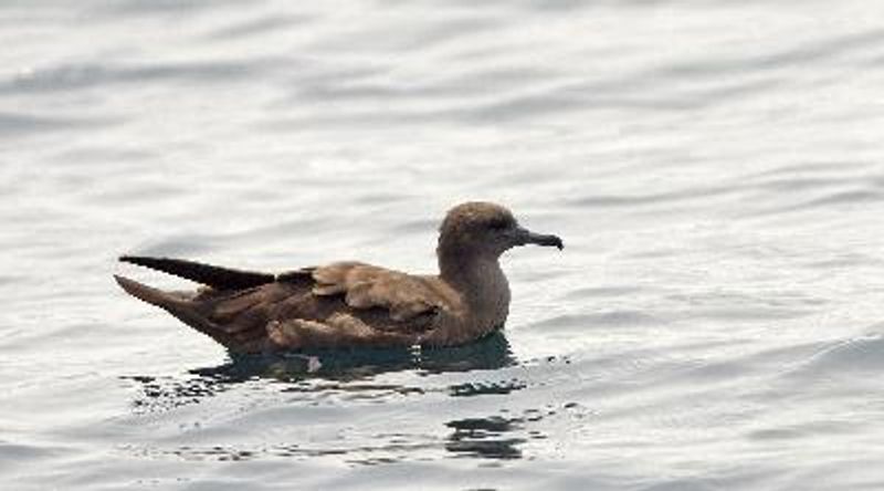 Wedge tailed Shearwater
