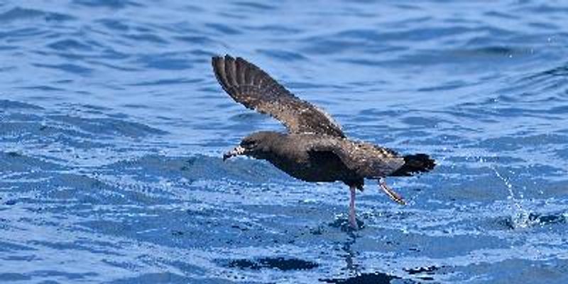 Flesh footed Shearwater
