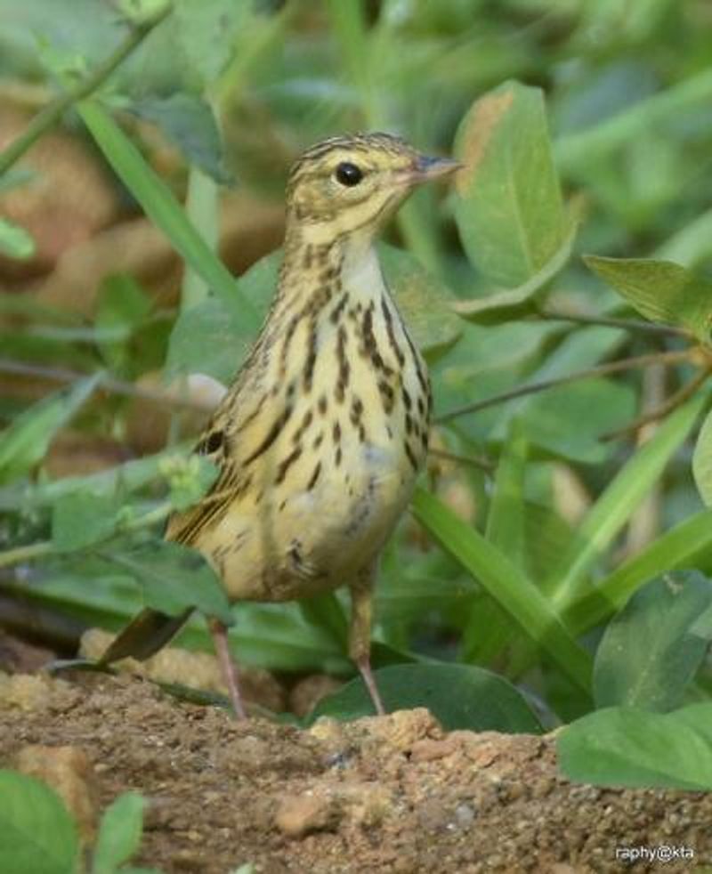 Tree Pipit