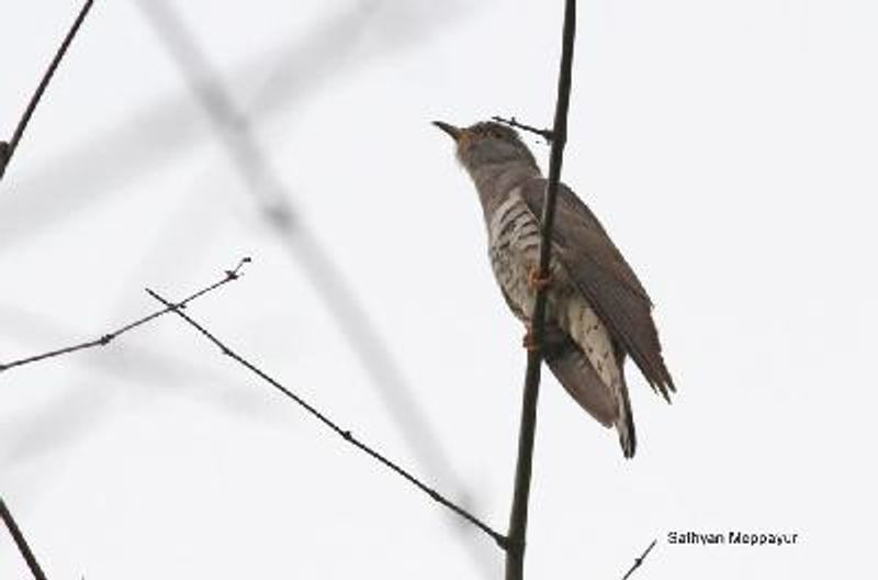 Indian Cuckoo