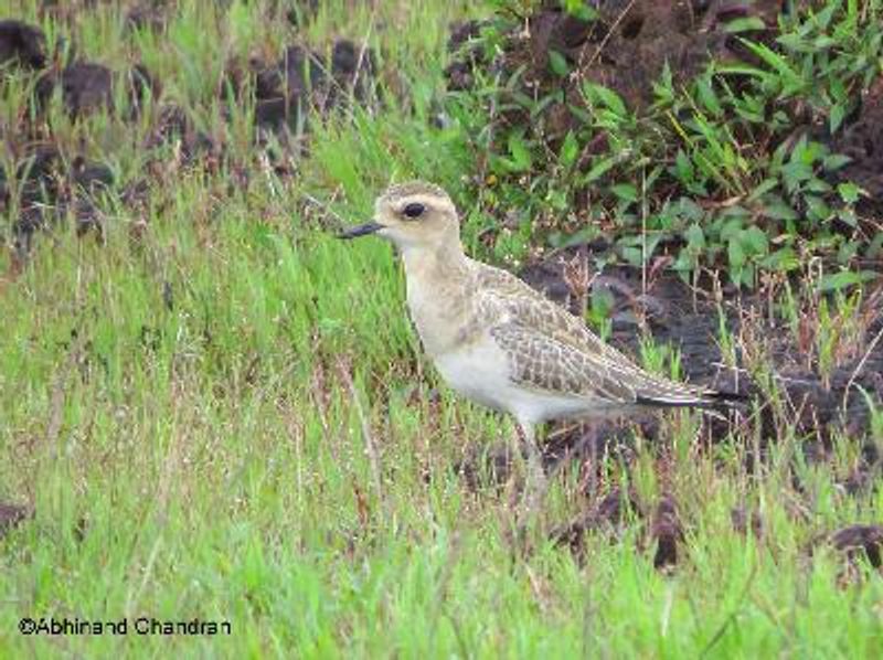 Caspian Plover