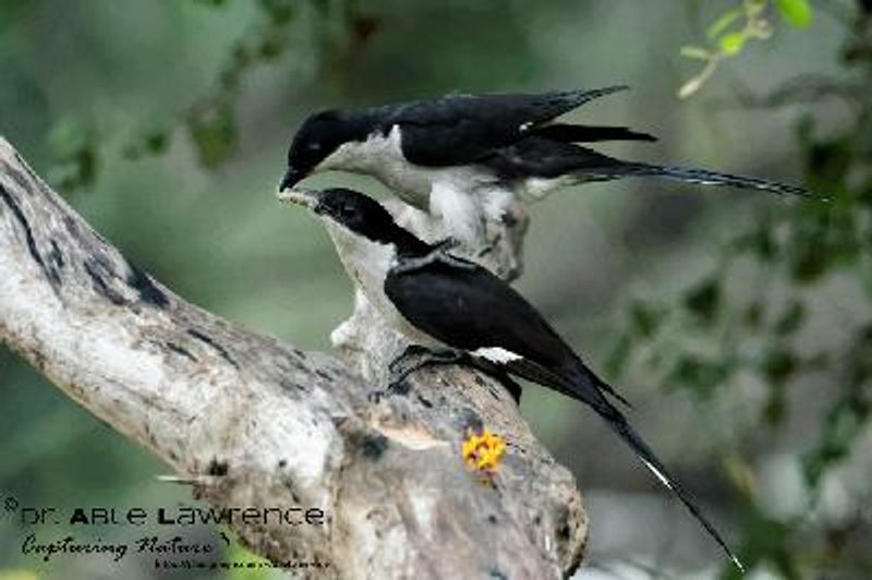 Pied Cuckoo