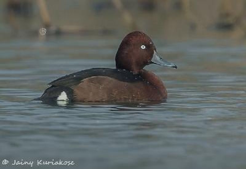 Ferruginous Duck