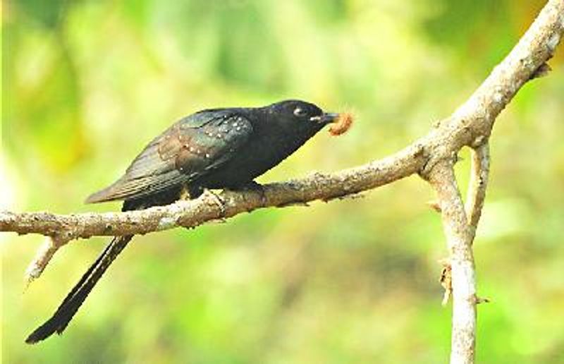 Drongo Cuckoo