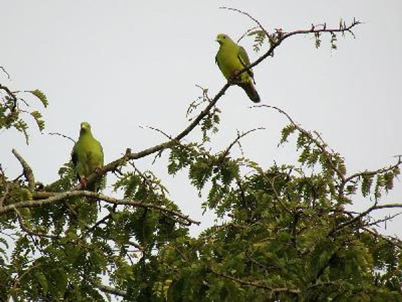 Orange breasted Green Pigeon