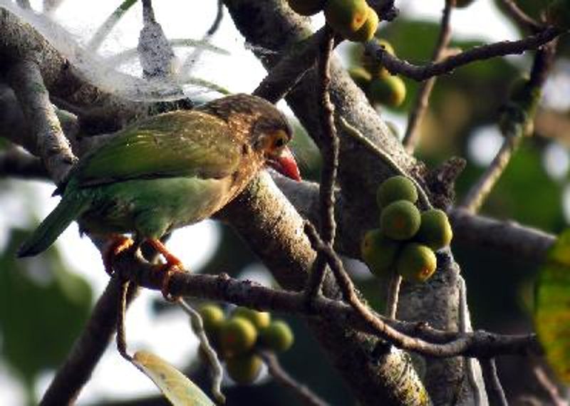 Brown headed Barbet