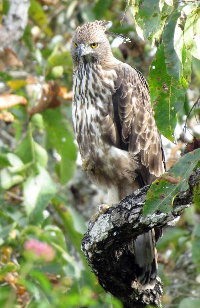 Crested Hawk Eagle