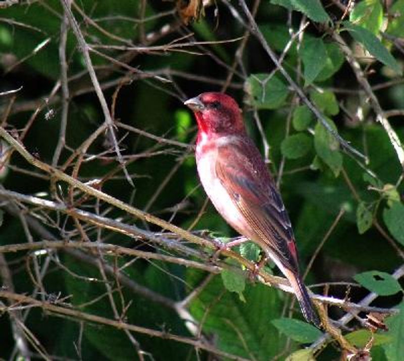 Common Rosefinch