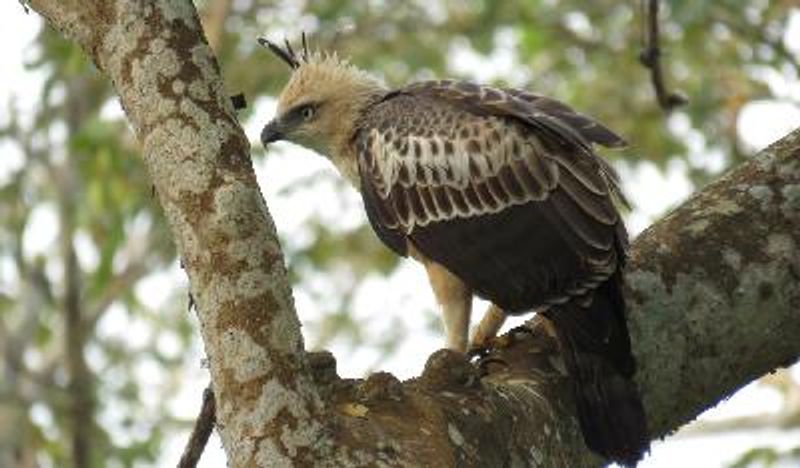 Crested Hawk Eagle