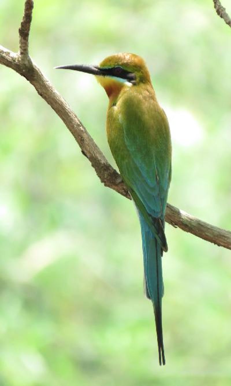 Blue tailed Bee eater