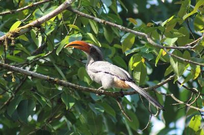 Malabar Grey Hornbill