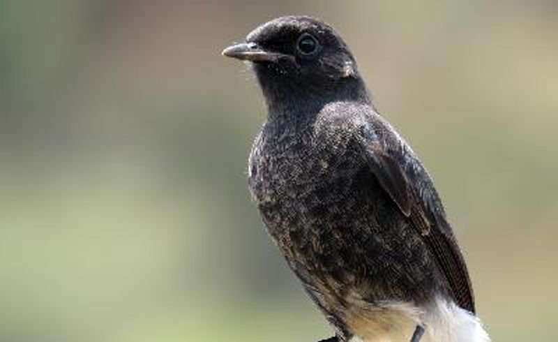 Pied BushChat
