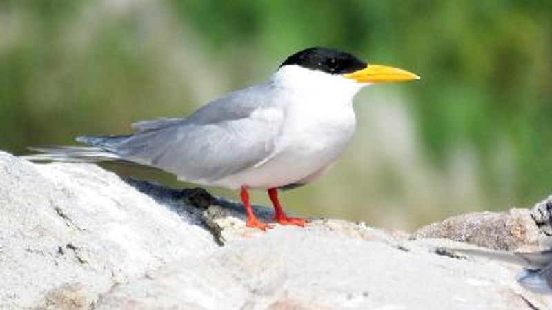 River Tern
