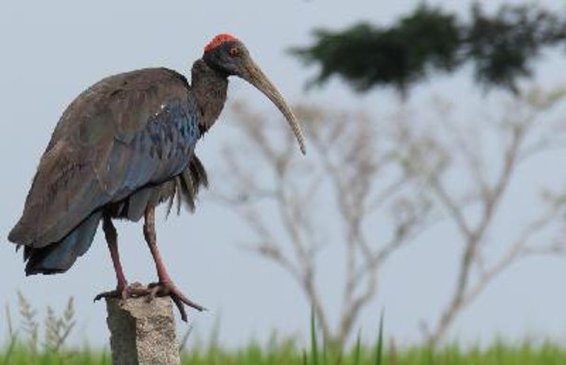 Red naped Ibis