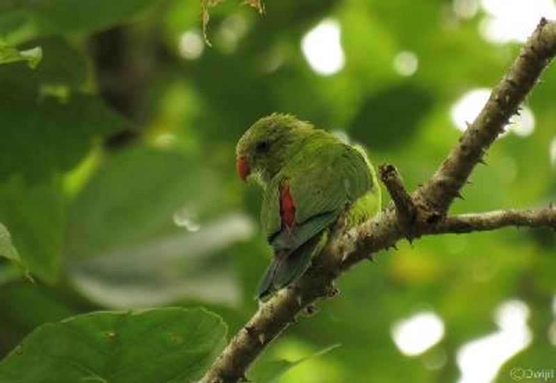 Vernal Hanging Parrot