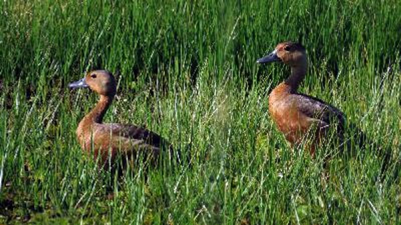 Lesser Whistling Duck