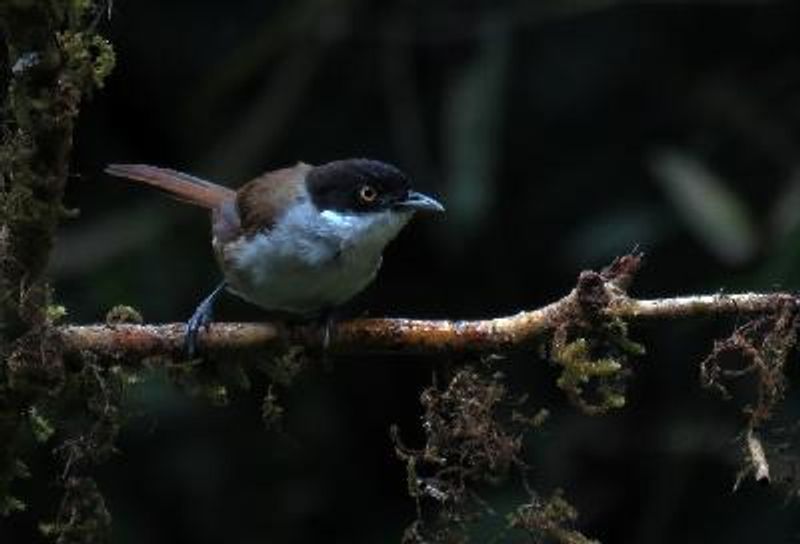Dark fronted Babbler