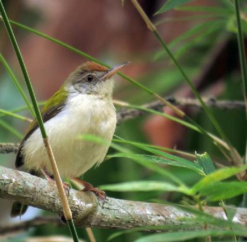 Common Tailorbird