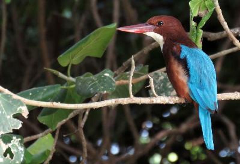 White throated Kingfisher