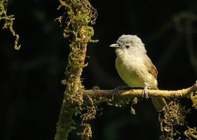 Brown cheeked Fulvetta