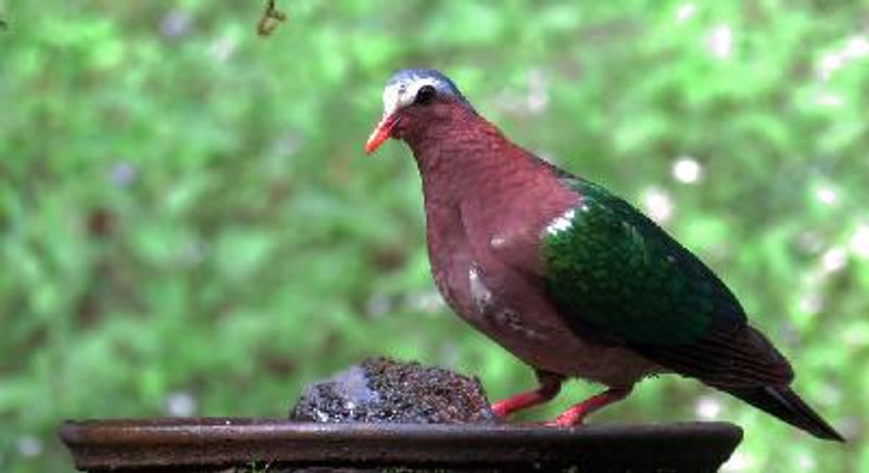 Emerald Dove