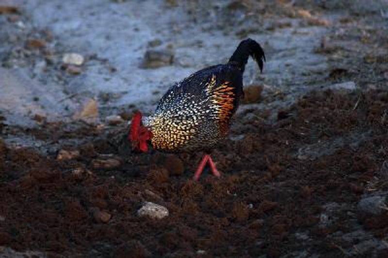 Grey Junglefowl