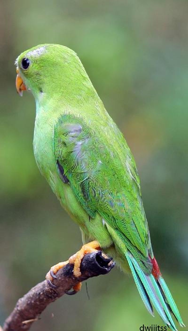 Vernal Hanging Parrot