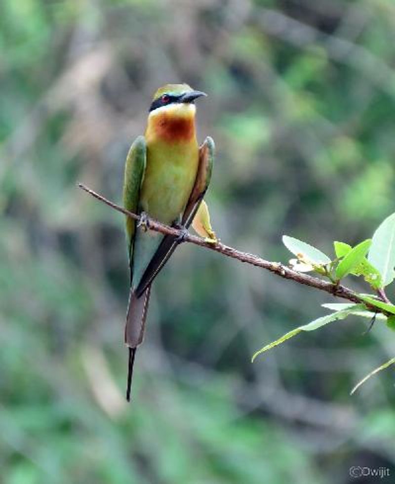 Blue tailed Bee eater