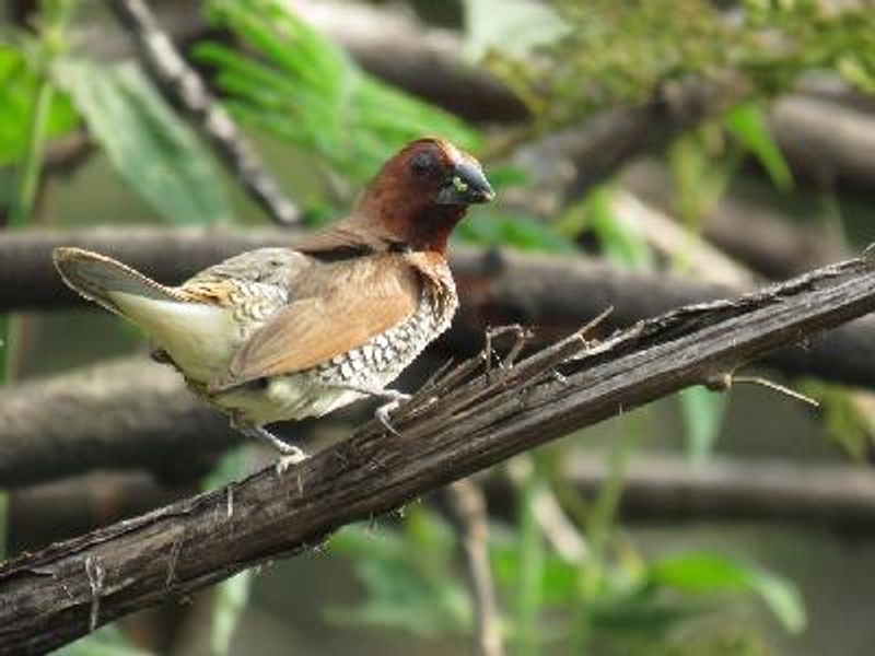 Scaly breasted Munia