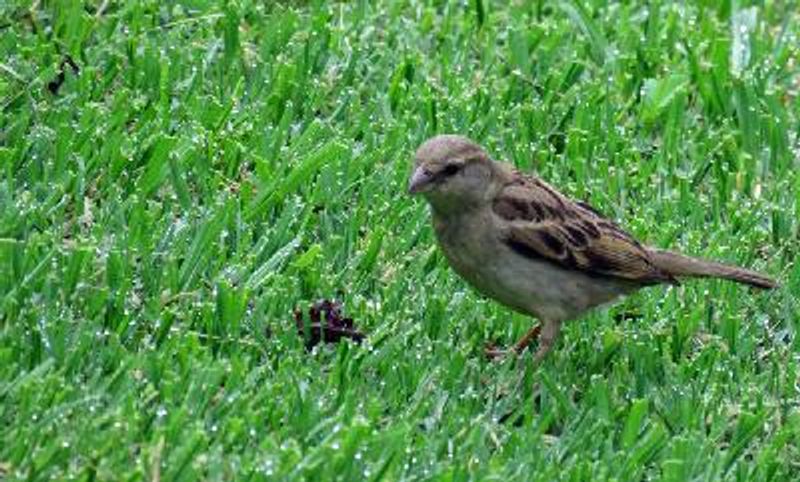 House Sparrow