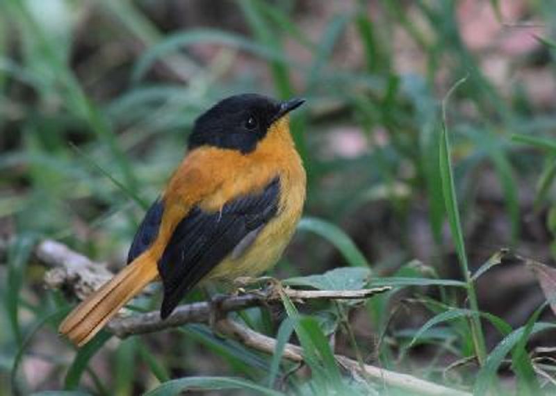 Black and orange Flycatcher