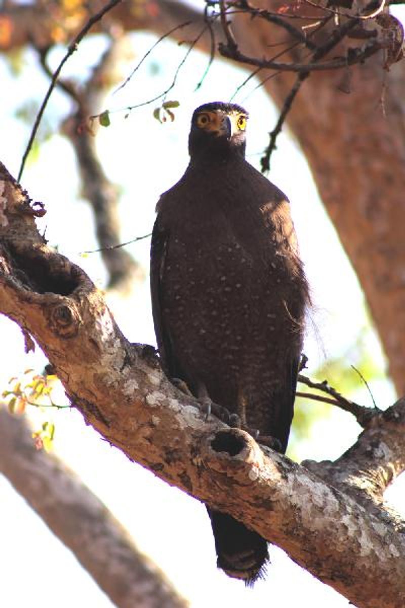 Crested Serpent Eagle