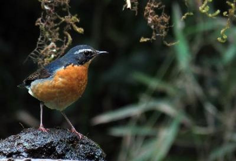 Indian Blue Robin