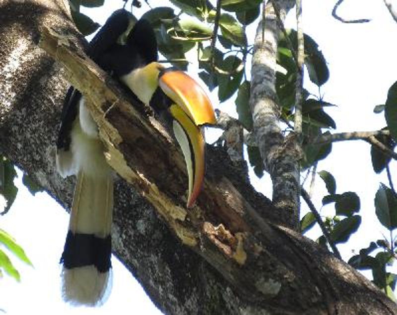 Great Hornbill