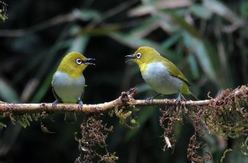 Oriental White eye