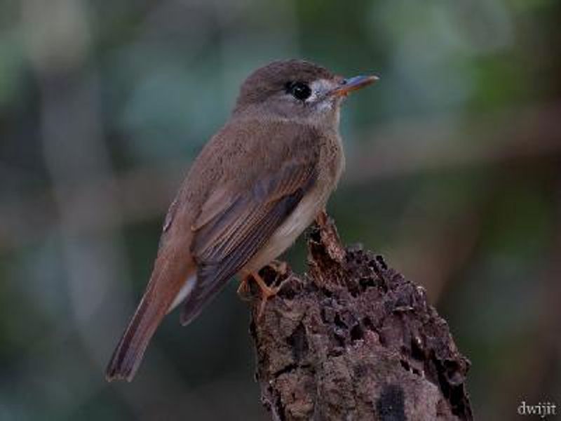 Brown breasted Flycatcher