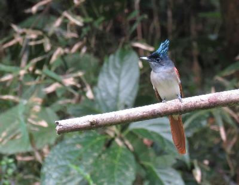 Indian Paradise Flycatcher